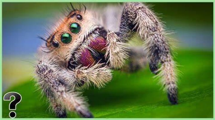 What if spiders went extinct?