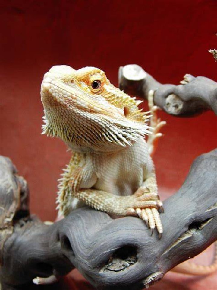 What is a citrus bearded dragon?