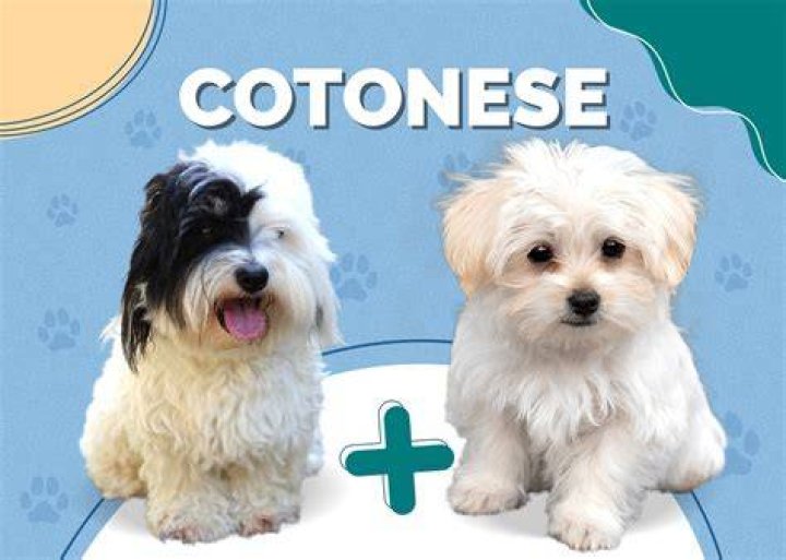 What is a Cotonese?