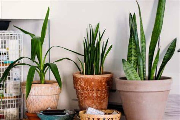 What is a crying plant?