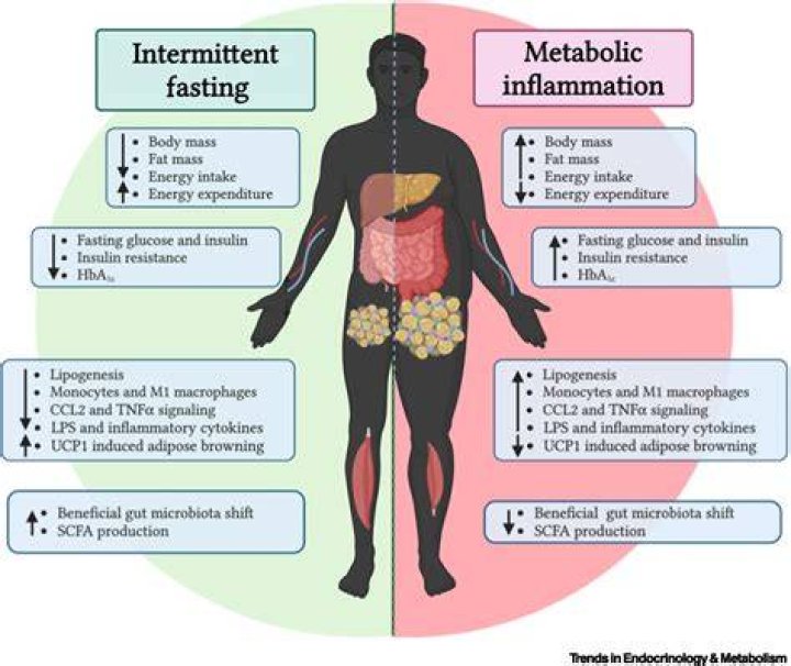 What is a fast metabolism?