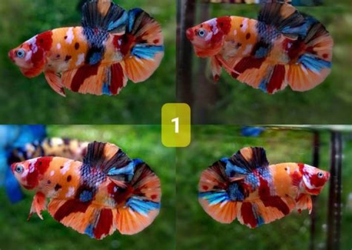 What is a Nemo betta?