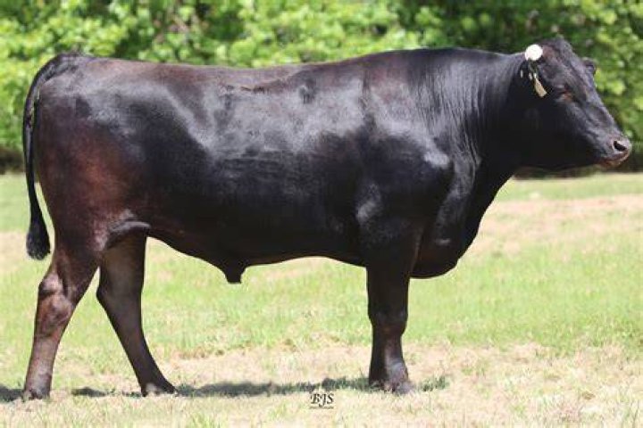 What is a Wagyu bull?