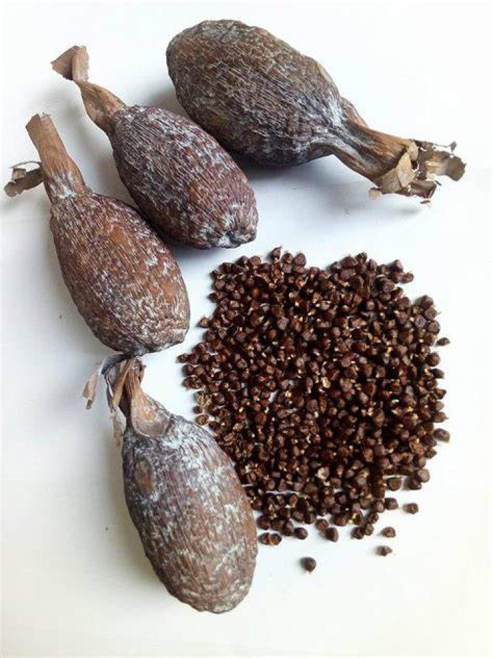 What is alligator pepper called in Ghana?