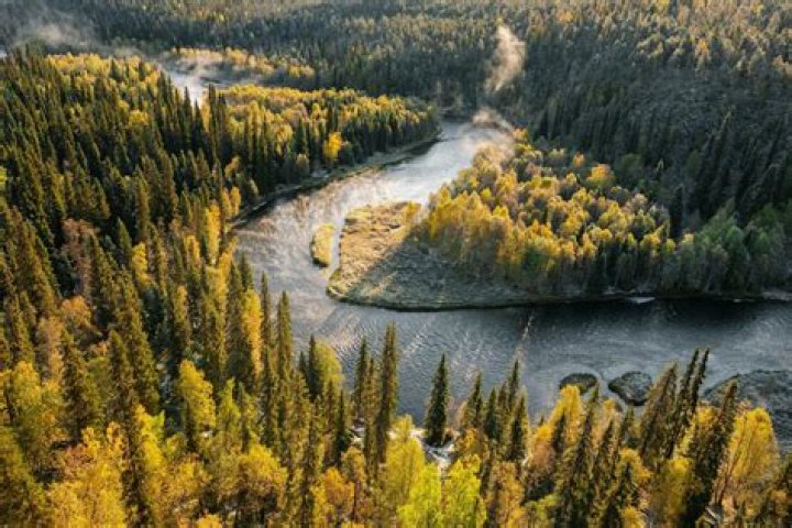 What is an example of a boreal forest?