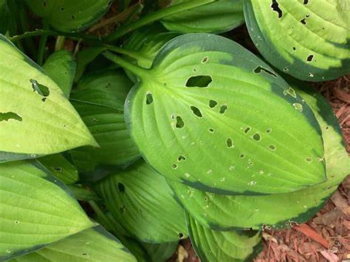 What is eating the tops of my hostas?