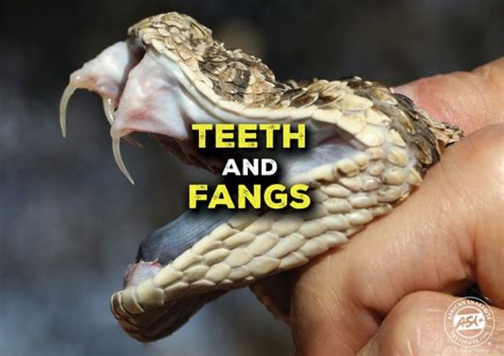 What is Fang slang for?