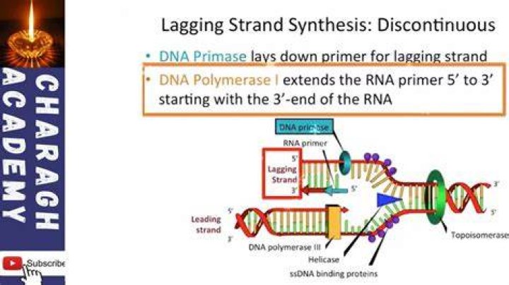 What is meant by the lagging strand and why does that occur?