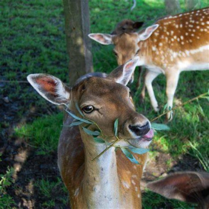 What is the best tasting deer?