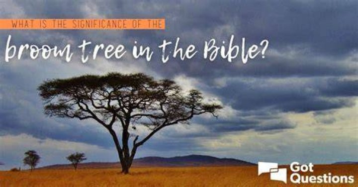 What is the broom tree in the Bible?