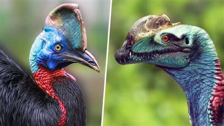 What is the closest bird to a dinosaur?