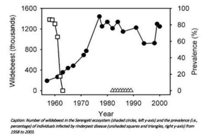 What is the connection between virus prevalence and the wildebeest population?