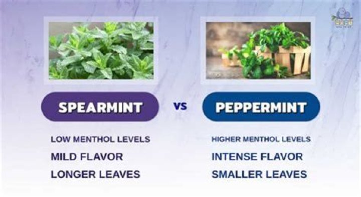 What is the difference between Mint and Quicken?