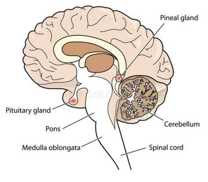 What is the difference between pineal gland and pituitary gland?