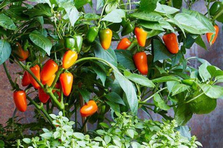 What is the easiest food plant to grow indoors?