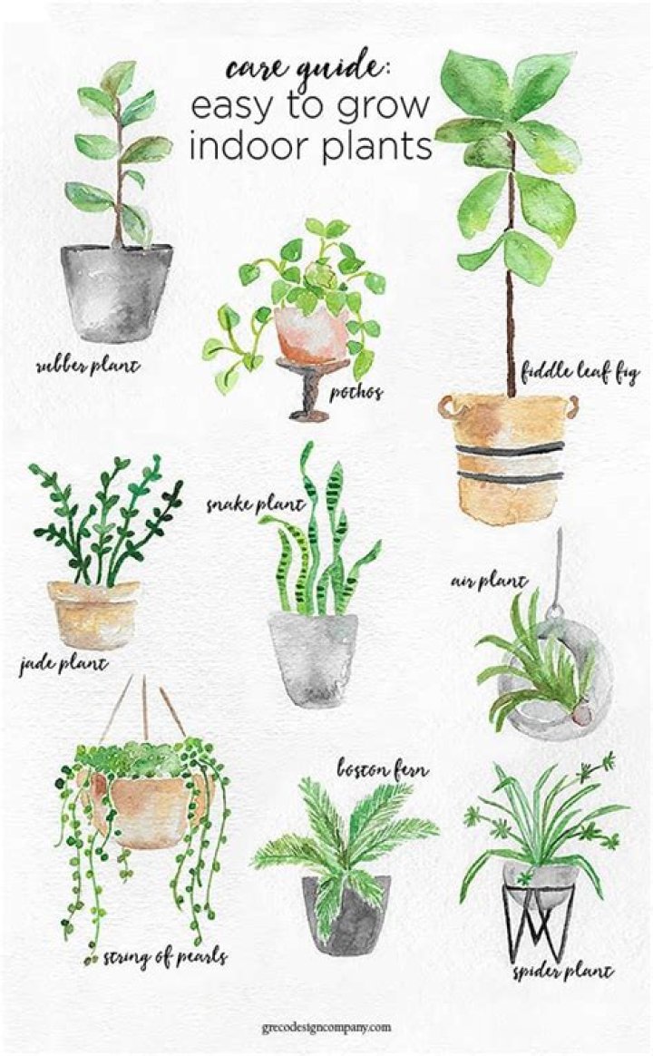 What is the easiest plant to grow?