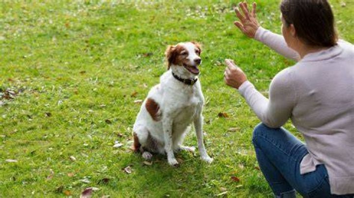 What is the easiest trick to teach a dog?
