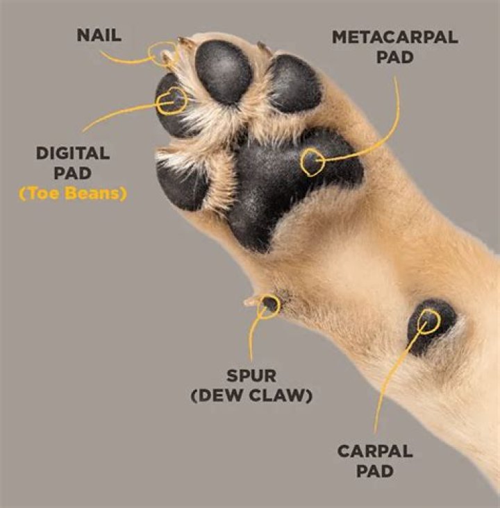 What is the extra pad on a dog paw?