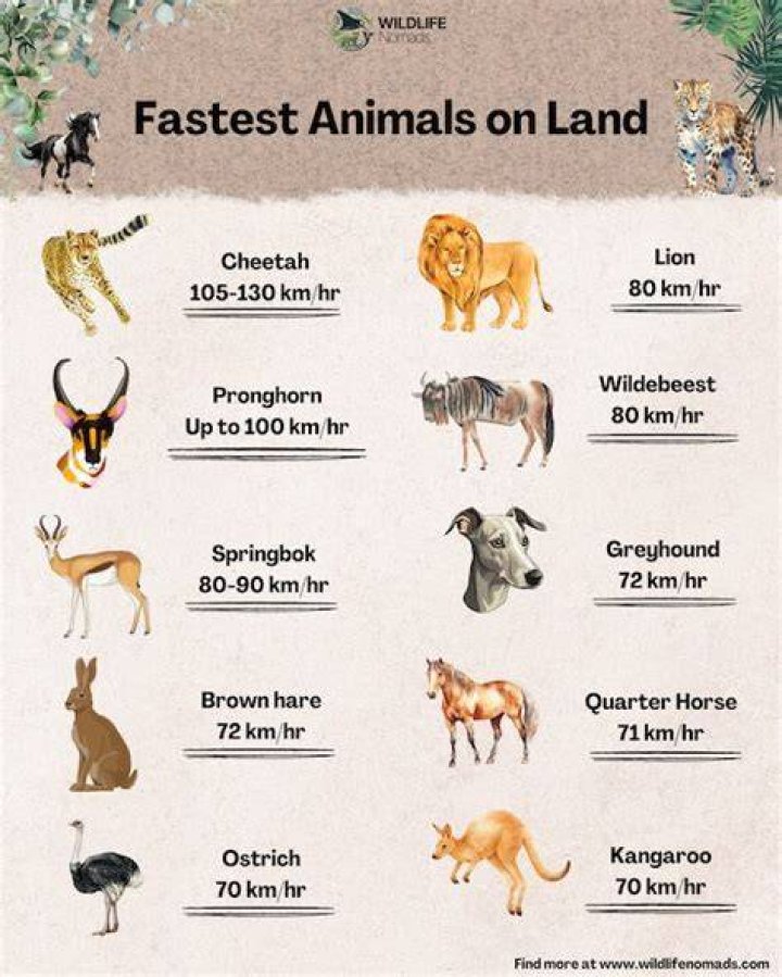 What is the fastest hamster?