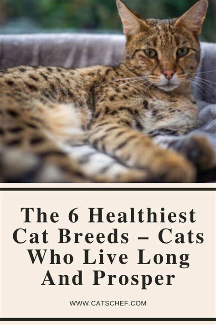What is the healthiest cat?