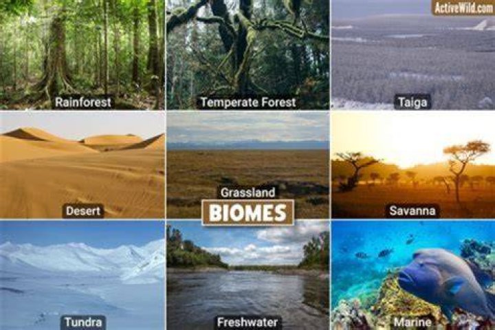 What is the ice biome?