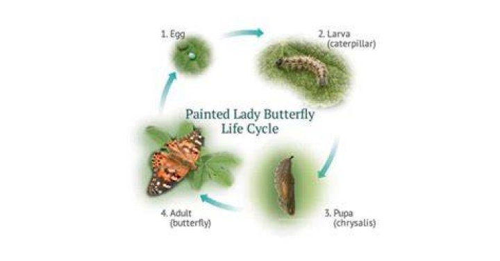 What is the lifespan of a ladybug?