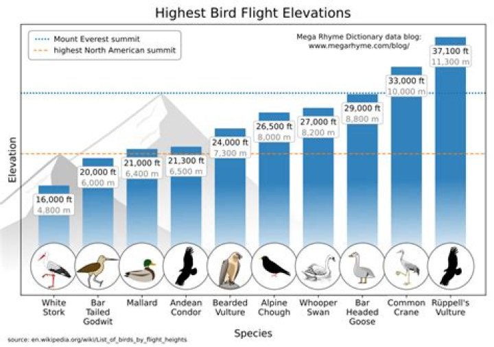 What is the maximum height a flight can fly?