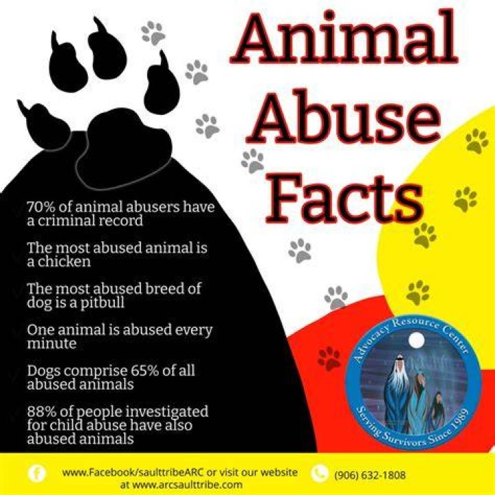 What is the most abused pet?