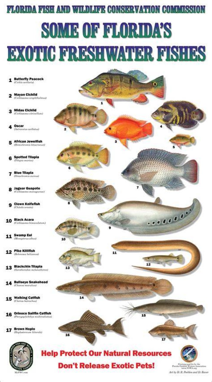 What is the most common fish in Florida?
