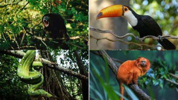 What is the most famous jungle?