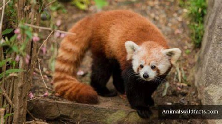 What is the most shy animal?