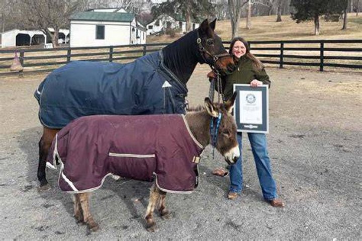 What is the oldest living horse on record?
