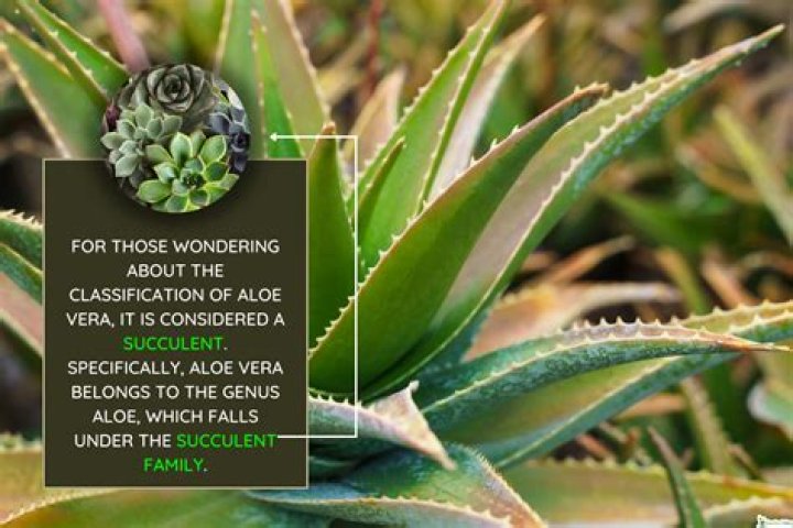 What is the purest form of aloe vera?