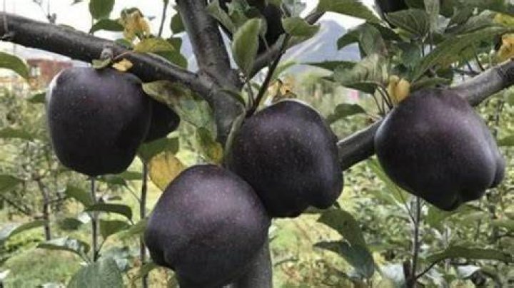 What is the rarest apple in the world?