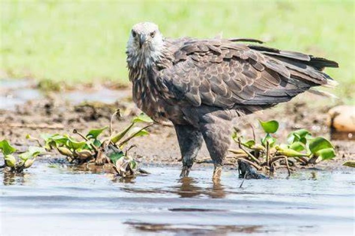 What is the rarest eagle?