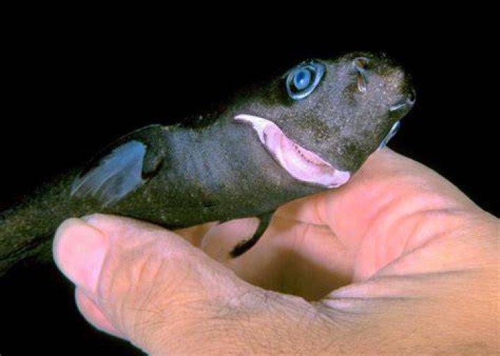 What is the smallest shark?