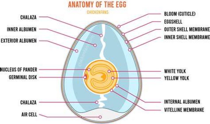 What is the white spot in an egg?