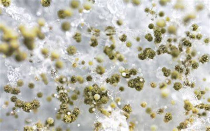 What is white fuzzy mold?