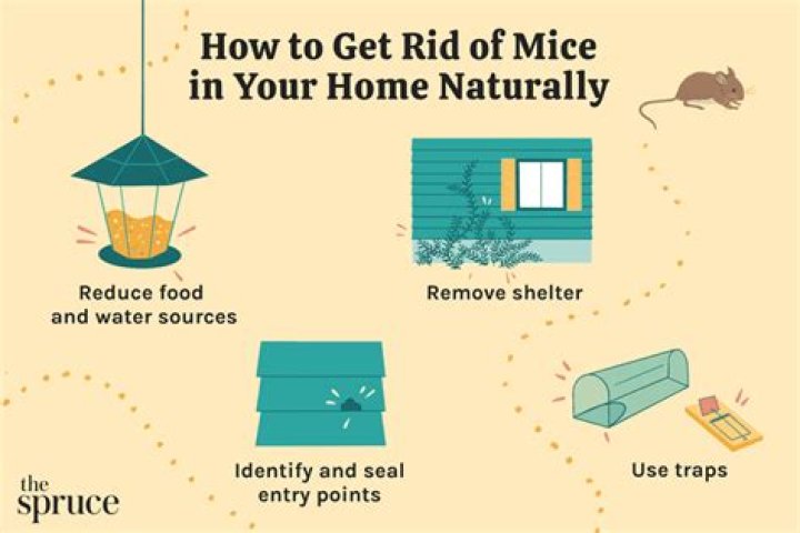 What keeps mice out of your house?