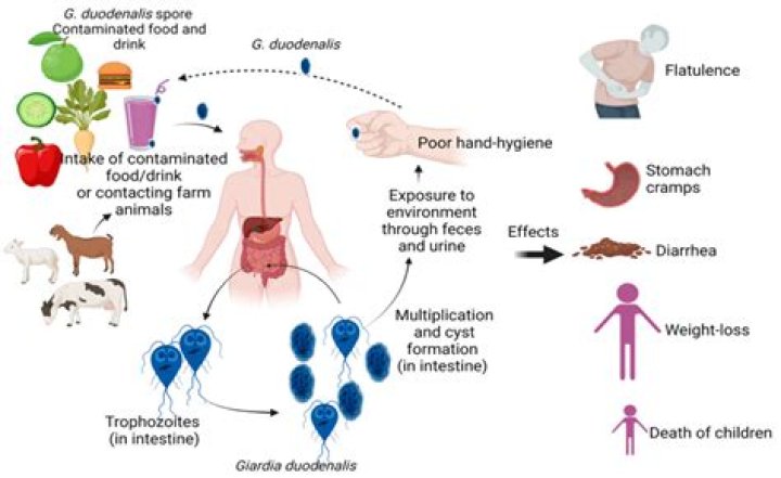 What kills human Giardia?