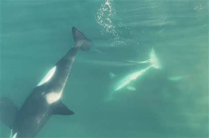 What kills white shark?