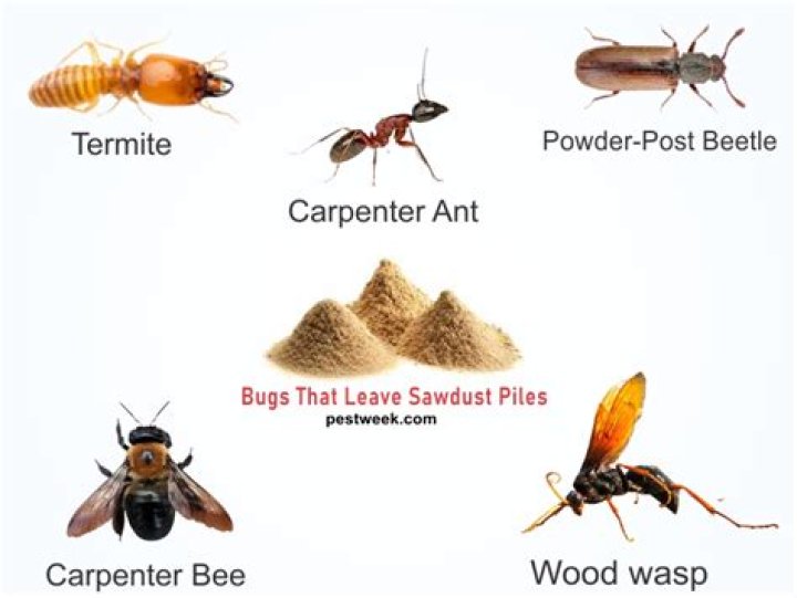 What kind of bug leaves a pile of sawdust?