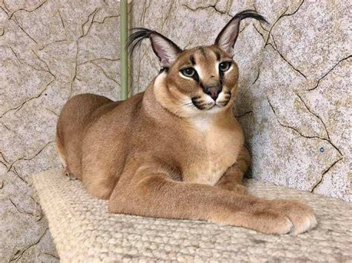 What kind of cat is Floppa?