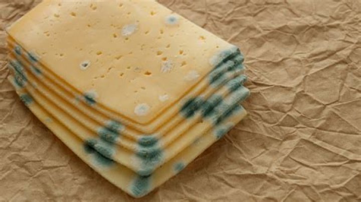 What kind of cheese has worms in it?