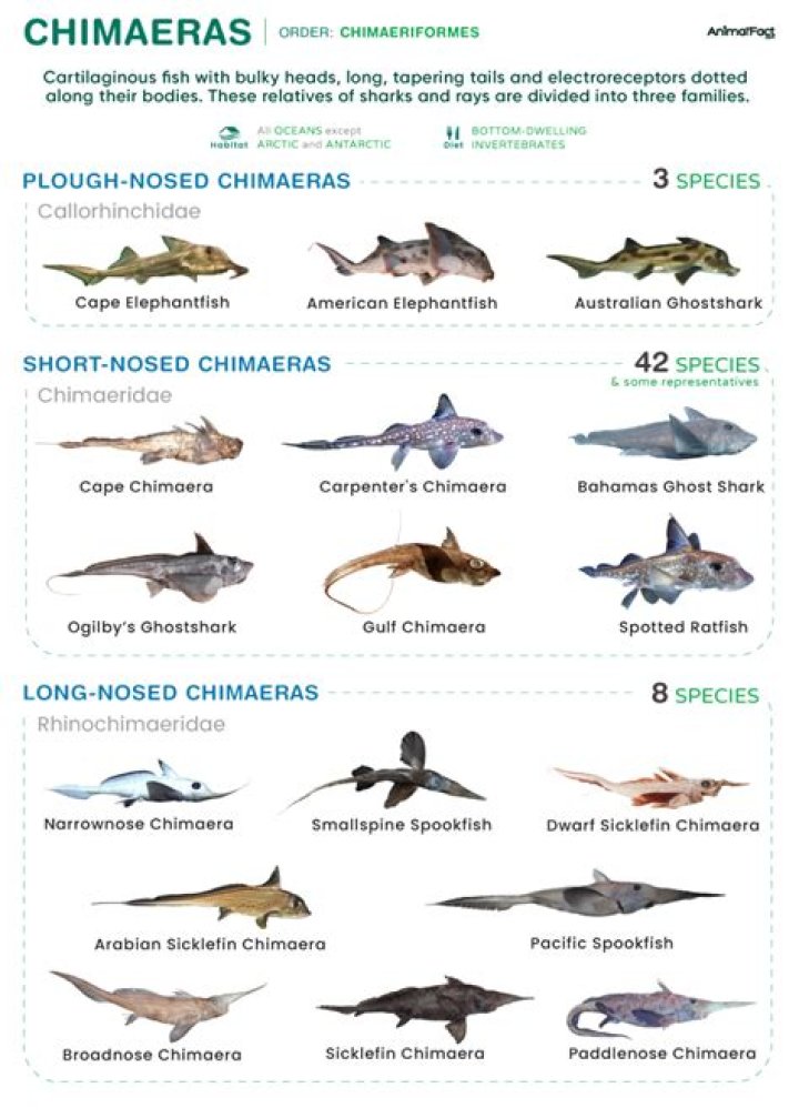 What kind of chimera is Noah?