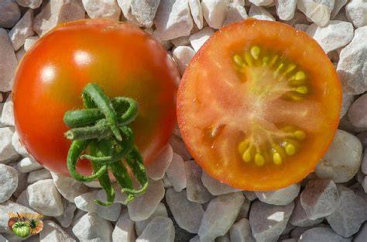 What kind of tomato is a stupice?