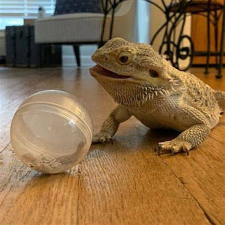 What kind of toys do bearded dragons like?