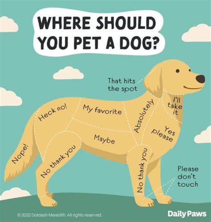 What language is easiest for dogs to understand?