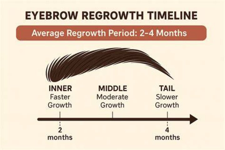 What makes eyebrows grow back?