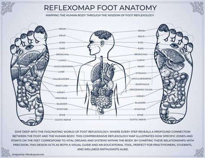 What organs are connected to your feet?